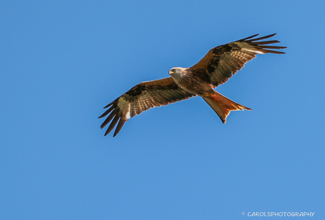 RED KITE (Milvus milvus)